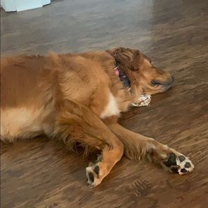 Meet your Posher, Cameron